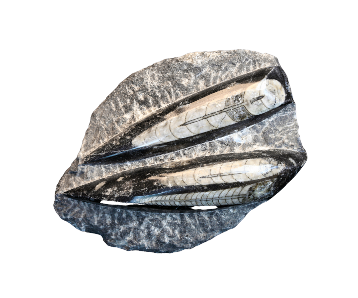 Orthoceras fossiil